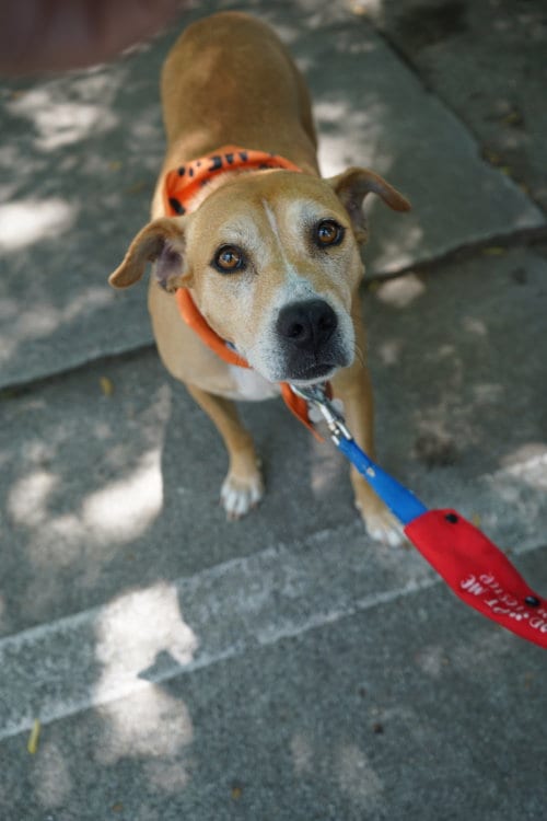 Photo of Momma, adoptable senior Mountain Cur in Holly Springs, North Carolina