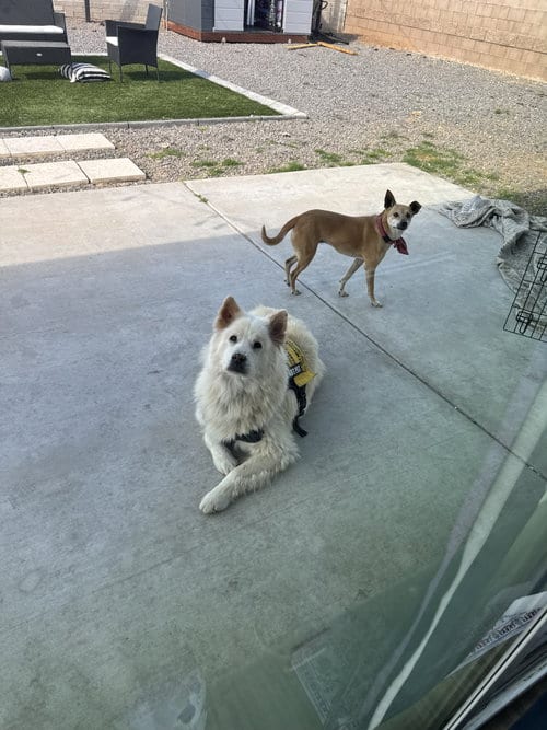 Photo of Rocky #19, adoptable senior Husky in Chandler, Arizona