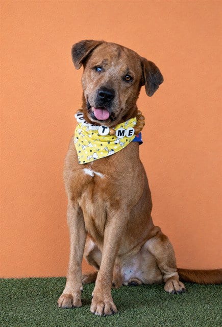 Photo of Snoopy, adoptable senior Labrador Retriever in Miami, Florida