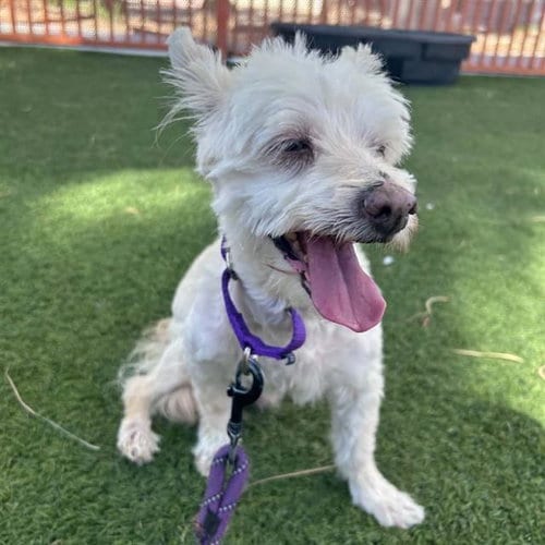 Photo of Casper, adoptable senior Maltese in Las Vegas, Nevada