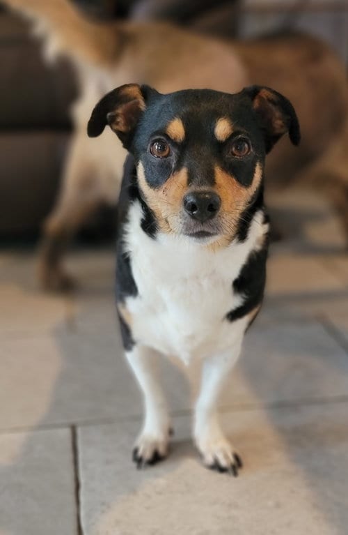 Photo of Apple, adoptable senior Beagle in Elizabethtown, Pennsylvania