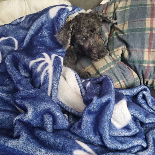Photo of Anthony, adoptable senior Poodle (unknown type) in Dallas, Texas