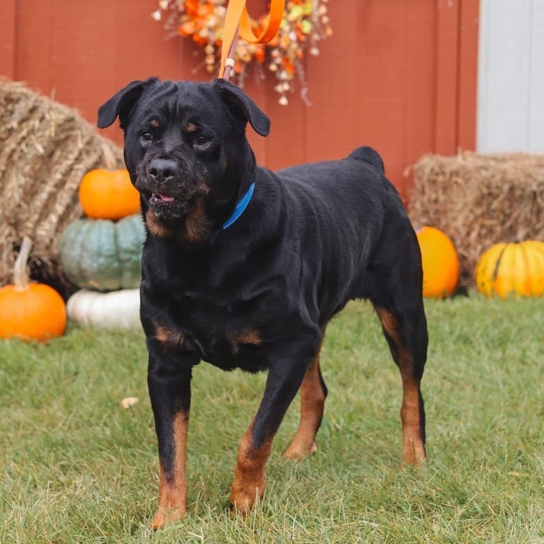 Photo of Maevis, adoptable senior Rottweiler in Ballston Spa, New York