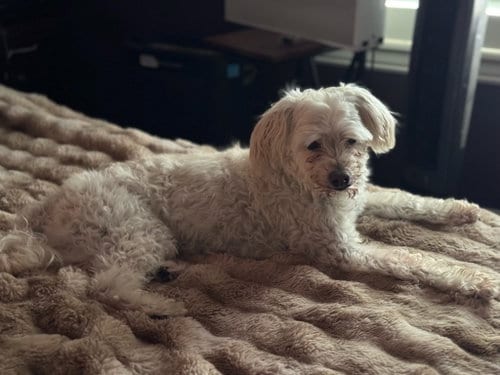 Photo of Ruben Humphrey, adoptable senior Terrier in Salt Lake City, Utah
