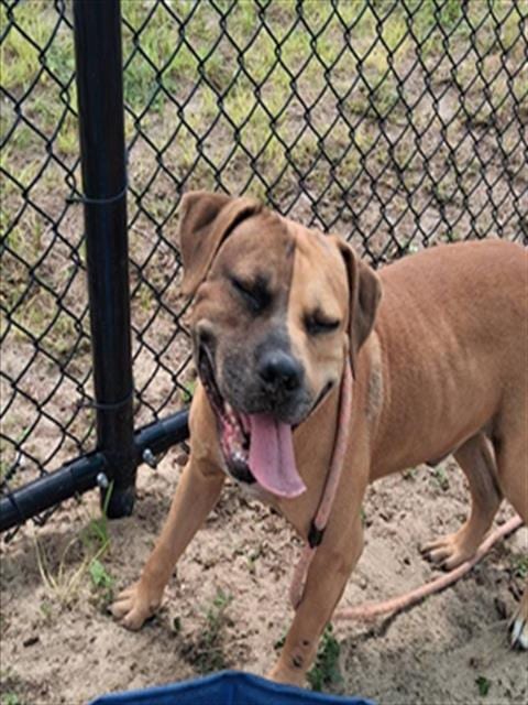 Photo of Walnut, adoptable senior Staffordshire Bull Terrier in Ocala, Florida