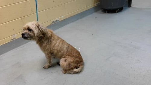Photo of Terry, adoptable senior Brussels Griffon in Tulsa, Oklahoma