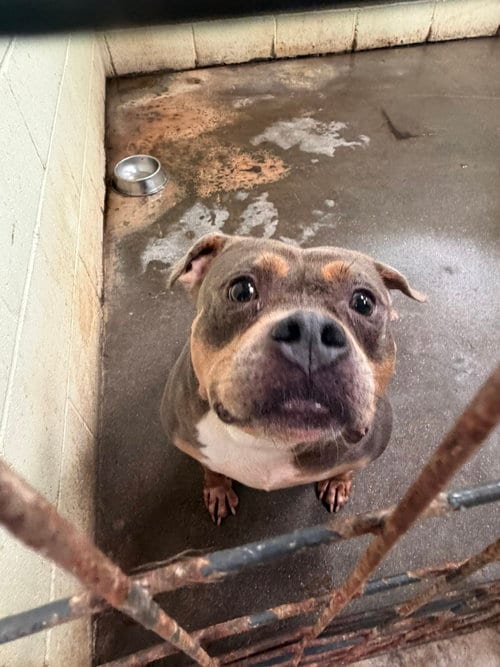 Starsky, adoptable senior Pit Bull Terrier in Jackson, MS