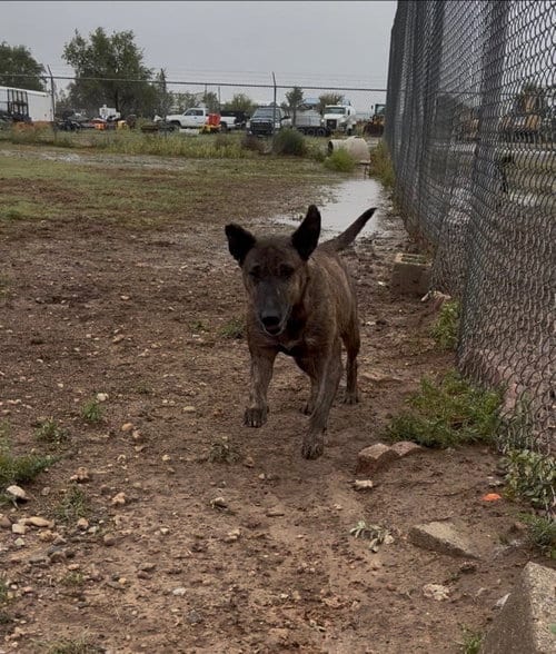 Photo of Daisy, adoptable senior Pit Bull Terrier in Amarillo, Texas