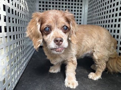 Photo of Chacha, adoptable senior Cocker Spaniel in Riverside, California