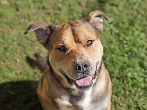 Photo of Winston, adoptable senior Pit Bull Terrier in Ojai, California