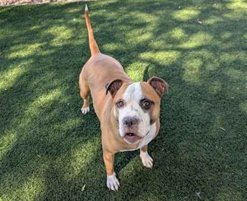 Photo of Peppa Pig, adoptable senior Pit Bull Terrier in Antioch, California