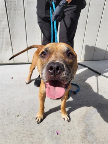 Photo of Dexter, adoptable senior American Pit Bull Terrier in Lathrop, California