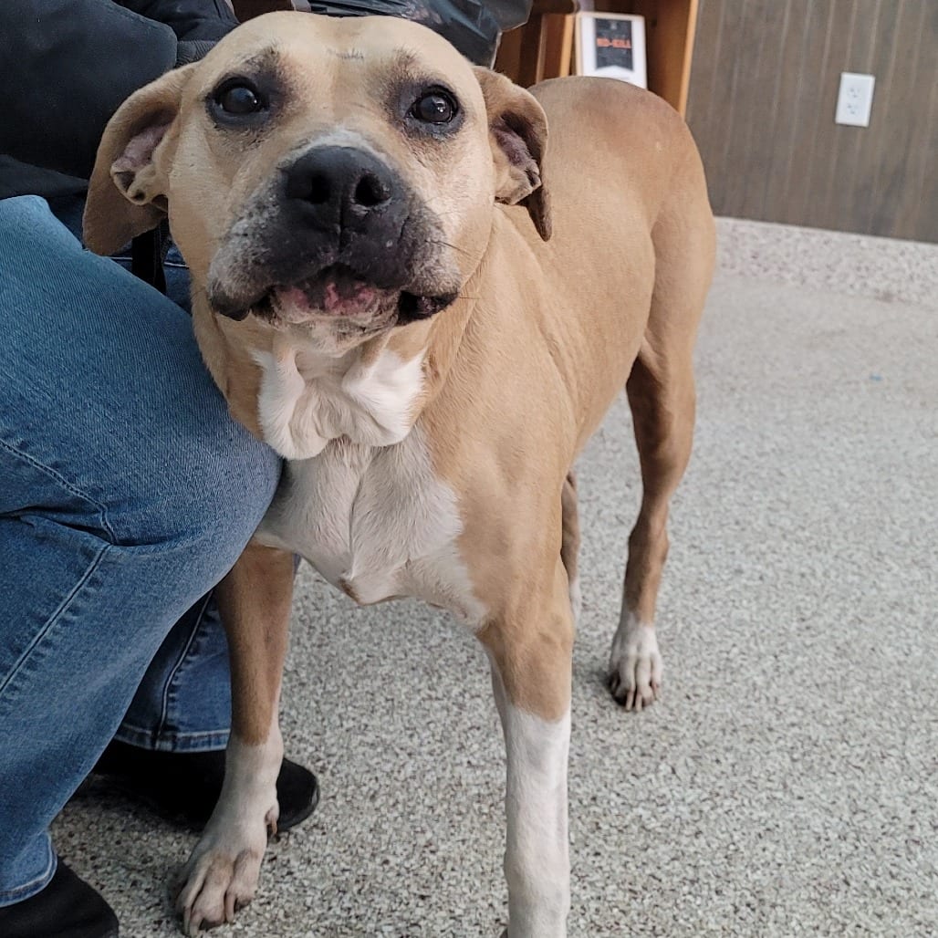 Photo of Suzie, adoptable senior Terrier, Pit Bull / Mix in Middletown, New York