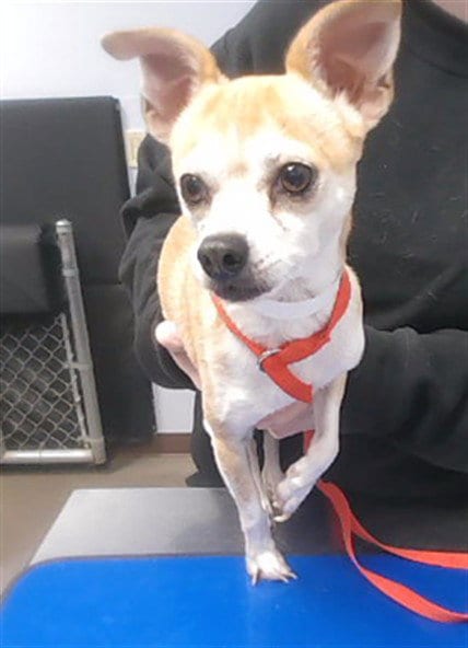 Photo of Idaho, adoptable senior Chihuahua in Phoenix, Arizona