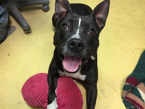 MAMA, adoptable senior Pit Bull Terrier in Lawrence, KS