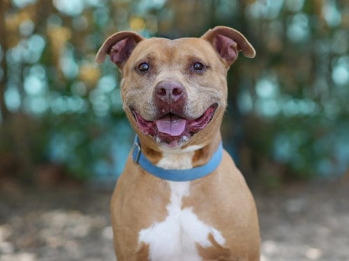 Photo of Benji, adoptable senior American Staffordshire Terrier in Tavares, Florida