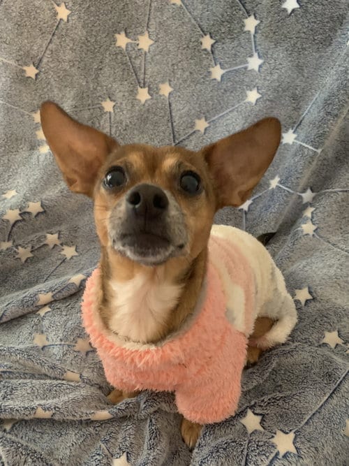 Photo of Freya, adoptable senior Chihuahua in Holly Springs, North Carolina