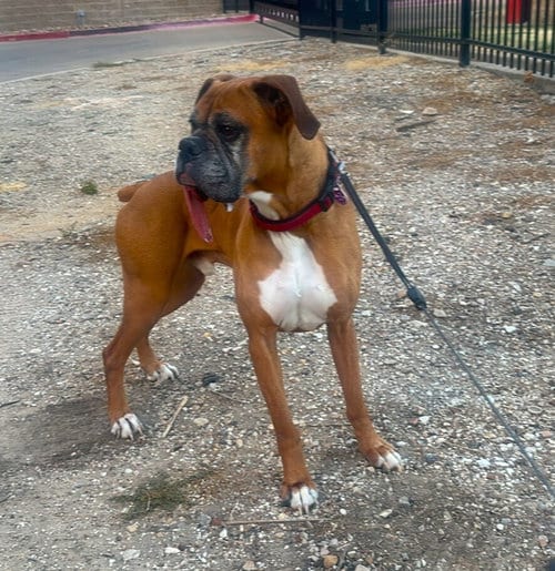 Photo of Brodi III - Silver Heart, adoptable senior Boxer in Austin, Texas