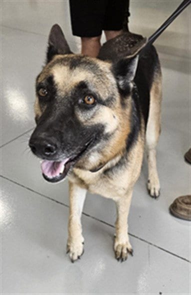 Photo of Athena, adoptable senior German Shepherd Dog in Temple, Texas