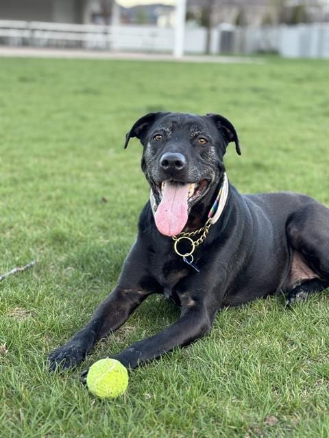 Photo of Diesel, adoptable senior Labrador Retriever in Fruit Heights, Utah