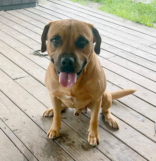 Photo of Moose, adoptable senior Black Mouth Cur in Alvin, Texas