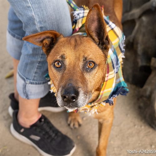 Photo of Yoshi, adoptable senior Rhodesian Ridgeback in Sacramento, California