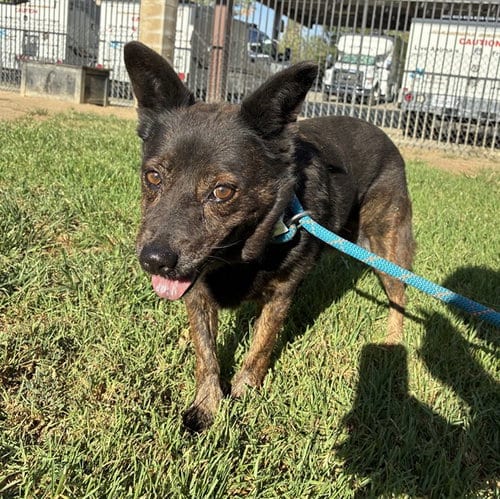 Photo of Lady, adoptable senior Australian Cattle Dog/Blue Heeler in Riverside, California