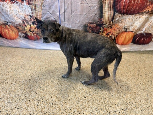 Photo of Queen, adoptable senior Terrier in Miami, Florida
