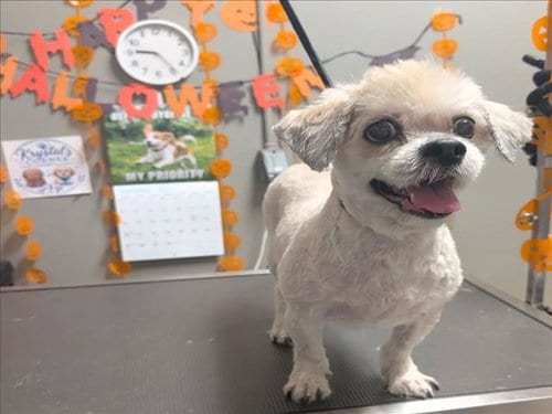 Photo of Cookie, adoptable senior Lhasa Apso in Las Vegas, Nevada