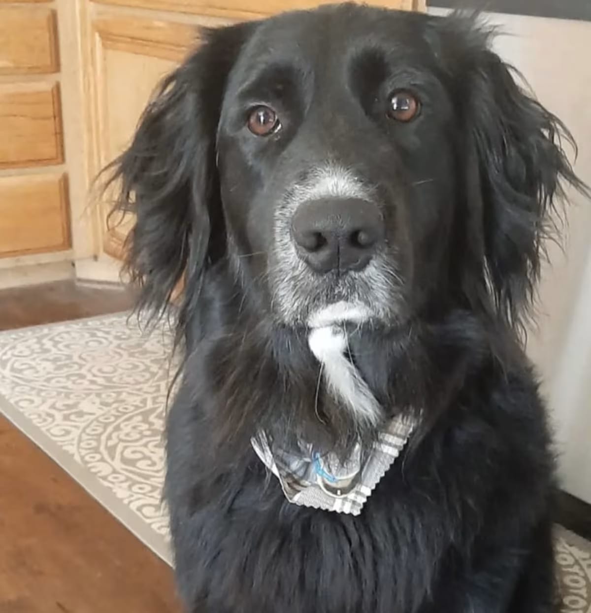 Photo of Cooper, adoptable senior Australian Shepherd Retriever (Unknown Type) in Beverly Hills, California