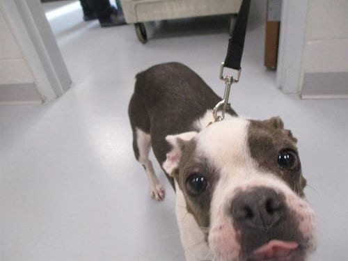 Photo of Masic, adoptable senior Boston Terrier in Ocala, Florida