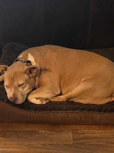 Photo of Kimmie, adoptable senior American Pit Bull Terrier in Ocala, Florida