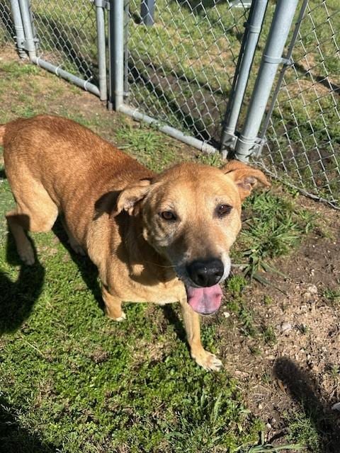 Photo of Molly, adoptable senior Labrador Retriever in Pasadena, Texas