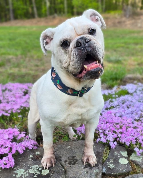 Photo of BamBam, adoptable senior Bulldog in Westminster, Massachusetts