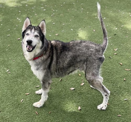 Photo of Hershel, adoptable senior Siberian Husky in Palmetto, Florida