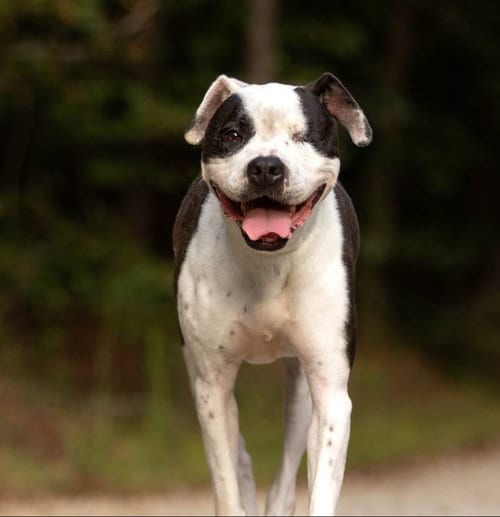 Photo of Ellie Beth, adoptable senior American Bulldog in Roswell, Georgia