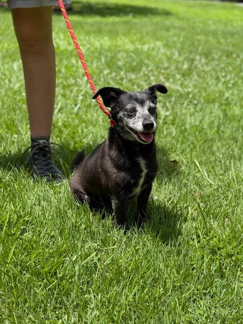 Photo of Raheem, adoptable senior Chihuahua in Yardley, Pennsylvania