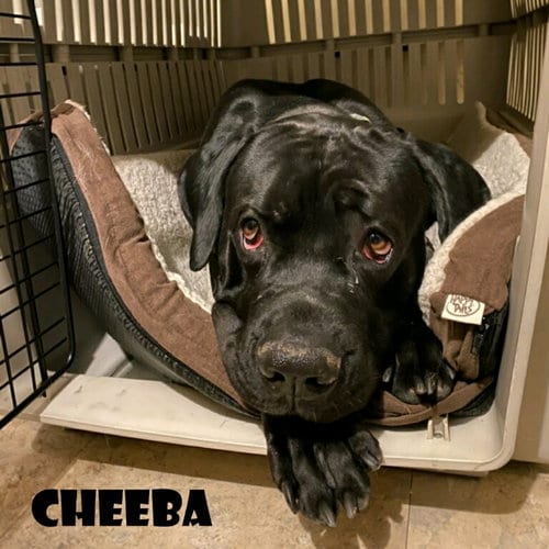 Cheeba, adoptable senior Cane Corso Mastiff in Vail, AZ
