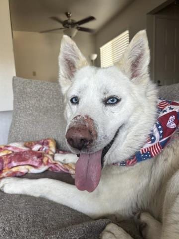 Photo of Leon, adoptable senior Siberian Husky in Bakersfield, California
