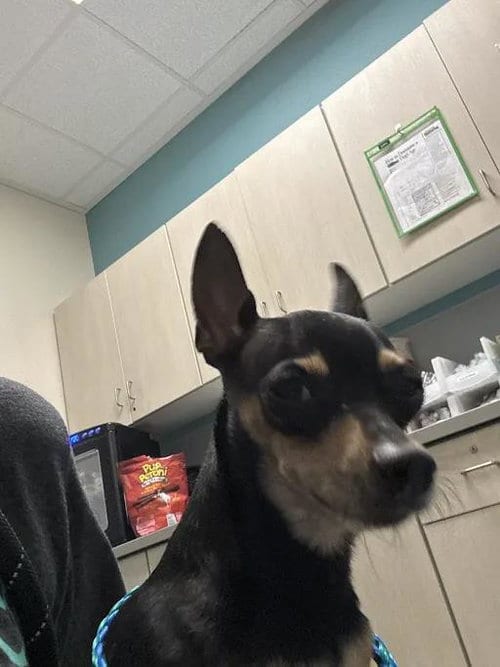 Photo of Barkly, adoptable senior Chihuahua in Las Vegas, Nevada