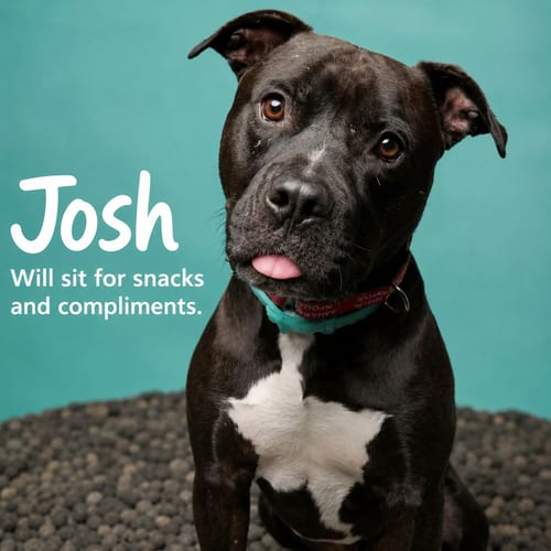 Photo of Josh, adoptable senior American Pit Bull Terrier in Baltimore, Maryland