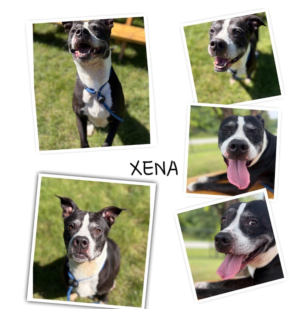 Photo of Xena, adoptable senior Terrier in Wintersville, Ohio