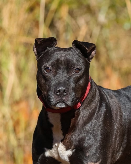 Photo of Thunder, adoptable senior Hound in Gainesville, Florida