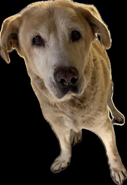 Photo of A171843, adoptable senior Labrador Retriever in Bakersfield, California