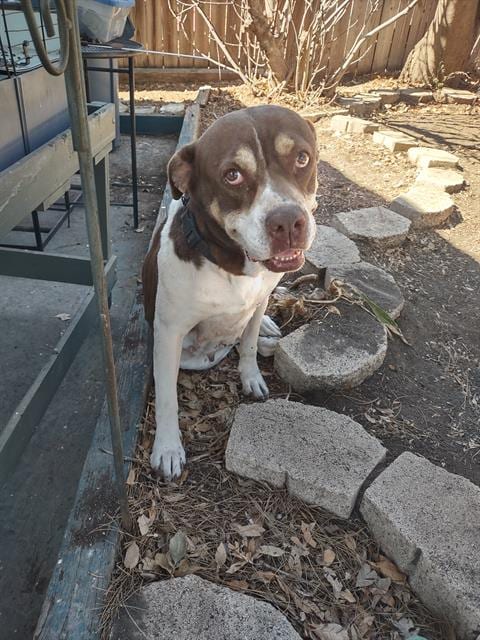 Photo of Nani, adoptable senior American Staffordshire Terrier in San Antonio, Texas