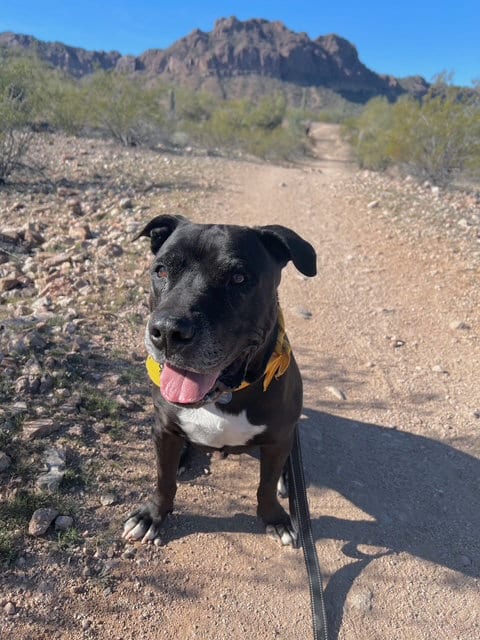 Photo of Kolby, adoptable senior American Staffordshire Terrier in Queen Creek, Arizona