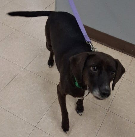 Photo of Macy, adoptable senior Beagle in Killeen, Texas