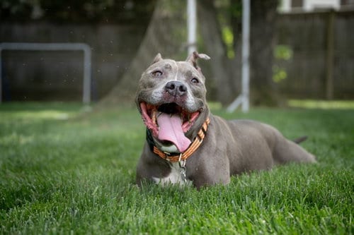 Faith, adoptable senior American Pit Bull Terrier in Alexandria, VA