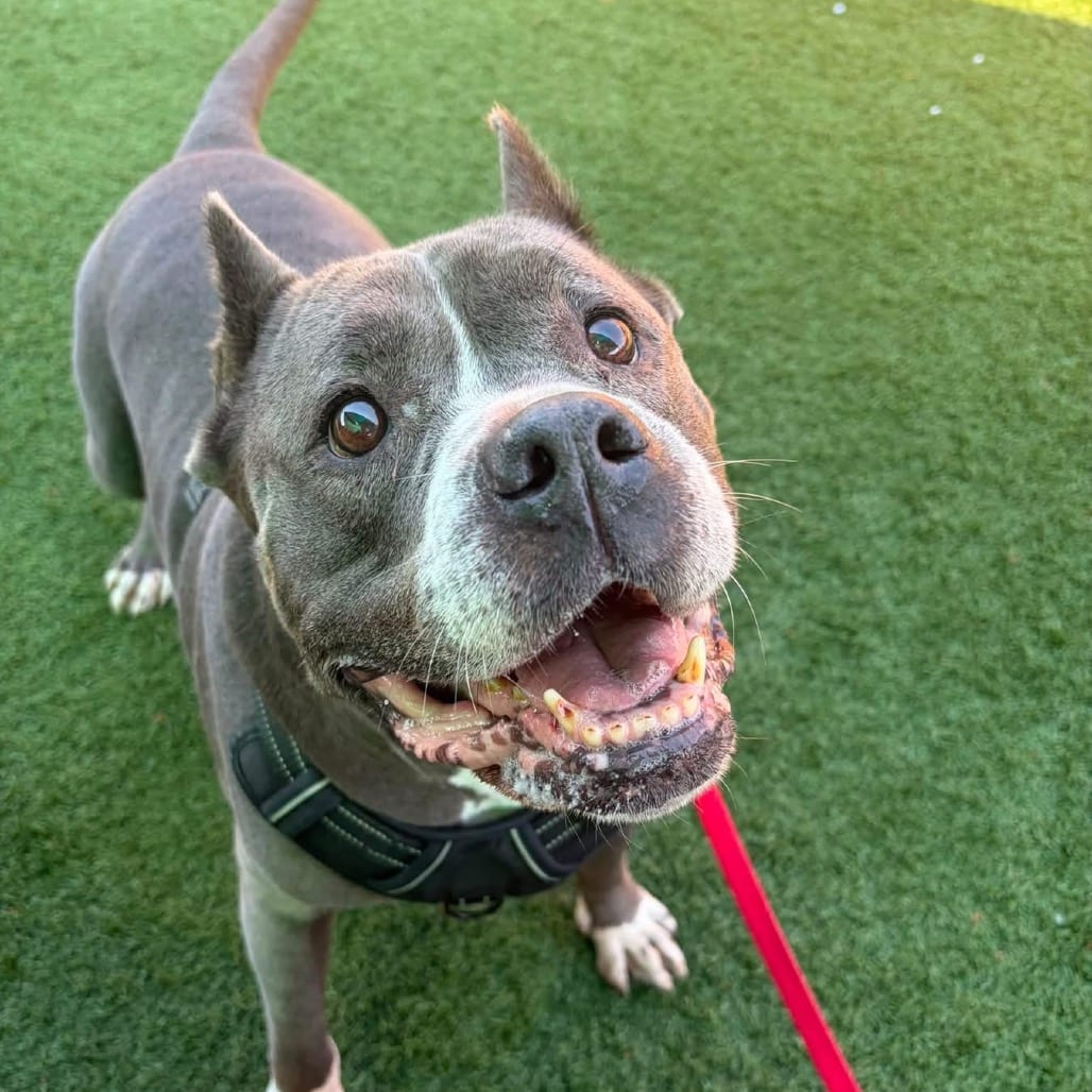 Photo of Fendi, adoptable senior Mixed Breed (Large) in St. Louis, Missouri