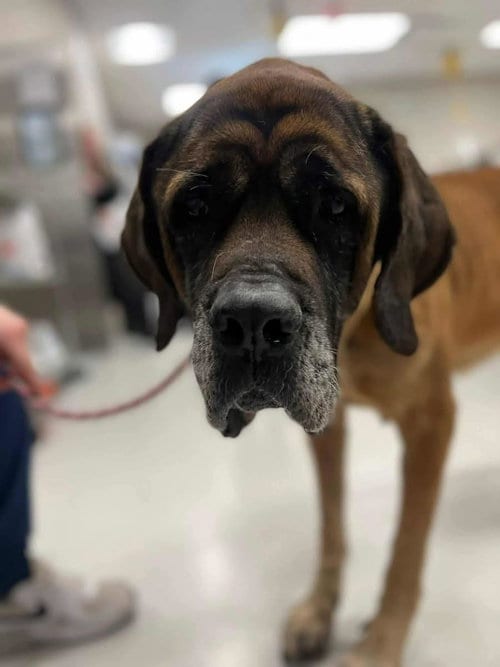 Photo of Maggie - For the Love of Mastiffs, adoptable senior Mastiff in Edmond, Oklahoma